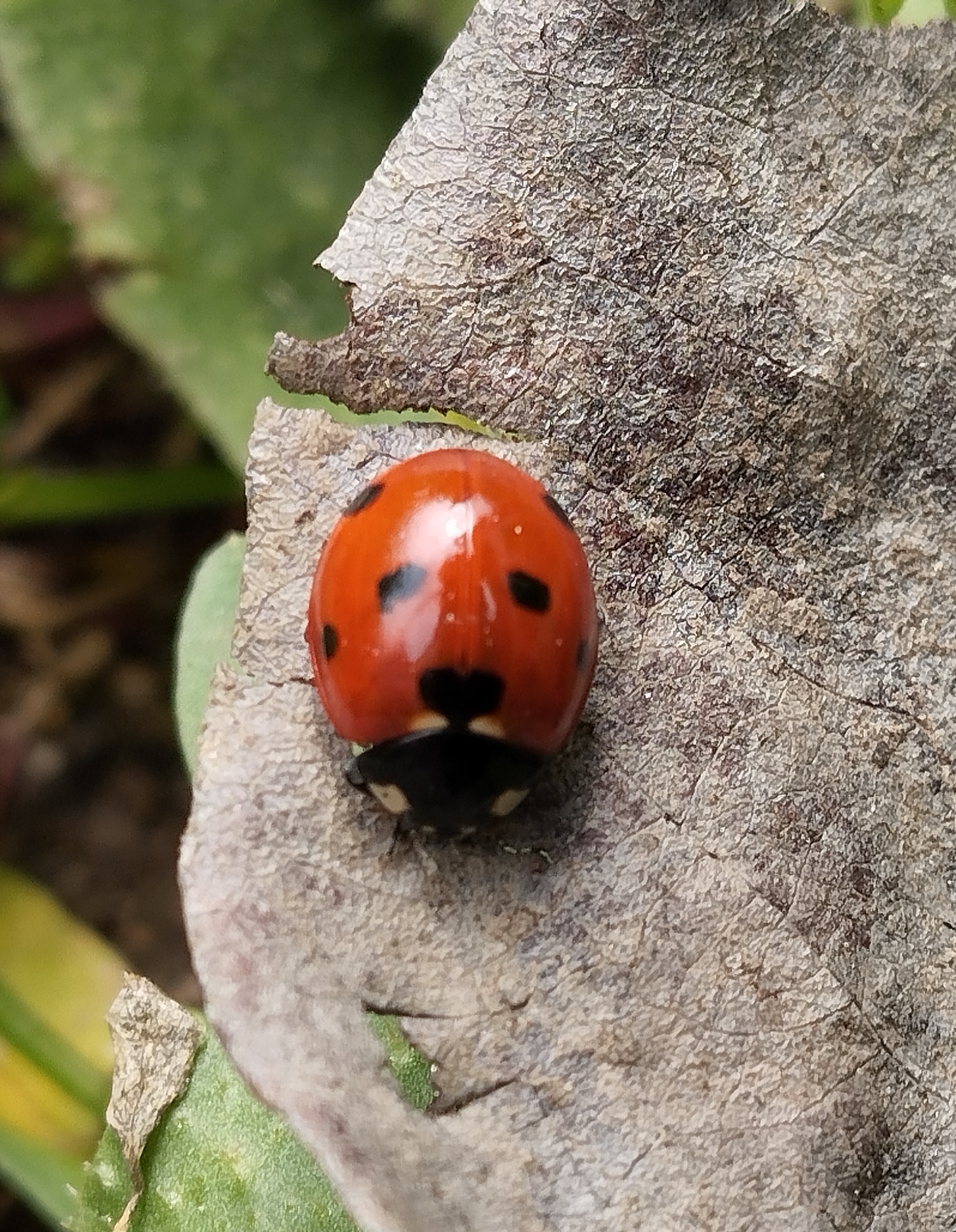 a black and red 7-spotted ladybug on a leaf